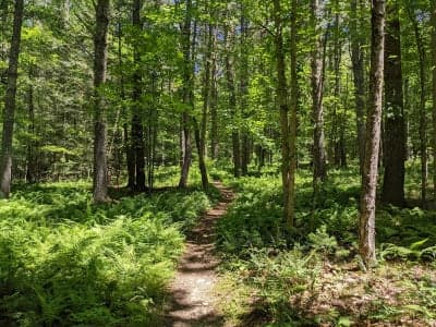 Greenbrier State Forest