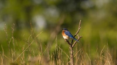 Green River State Wildlife Area