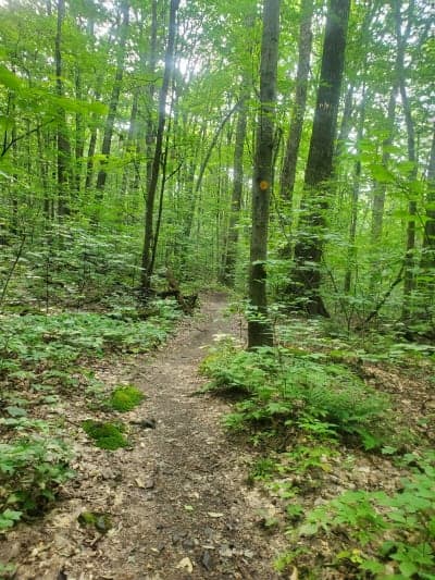 Hammond Hill State Forest