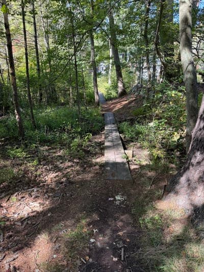 Harold Parker State Forest