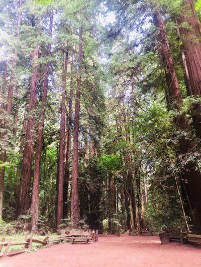 Henry Cowell Redwoods State Park