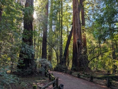 Henry Cowell Redwoods State Park