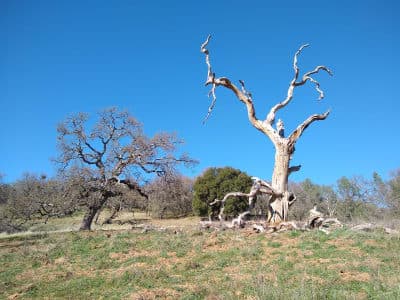 Henry W. Coe State Park