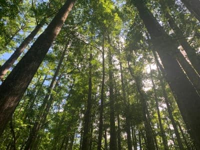 Highlands Hammock State Park