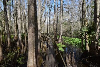 Highlands Hammock State Park