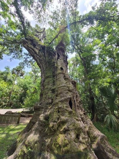 Highlands Hammock State Park