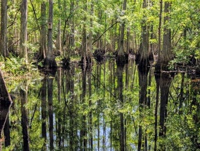Highlands Hammock State Park