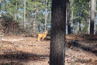 Hitchcock Woods