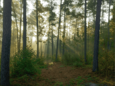Hitchcock Woods