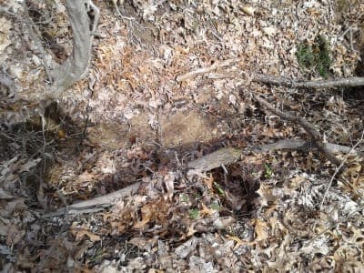 Hoosier National Forest - Birdseye Trail