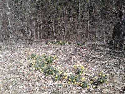 Hoosier National Forest - Birdseye Trail