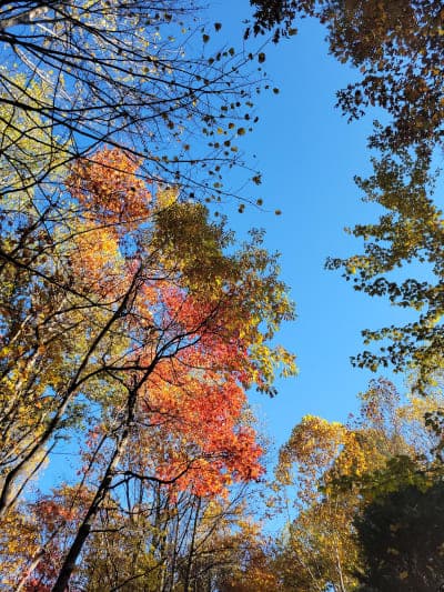 Hoosier National Forest - Lick Creek Trail