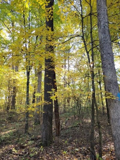 Hoosier National Forest - Lick Creek Trail