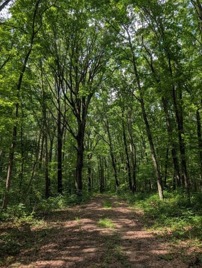 Hoosier National Forest - Lick Creek Trail