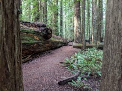 Humboldt Redwoods State Park