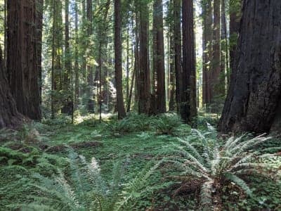 Humboldt Redwoods State Park