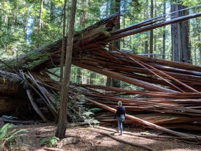 Humboldt Redwoods State Park
