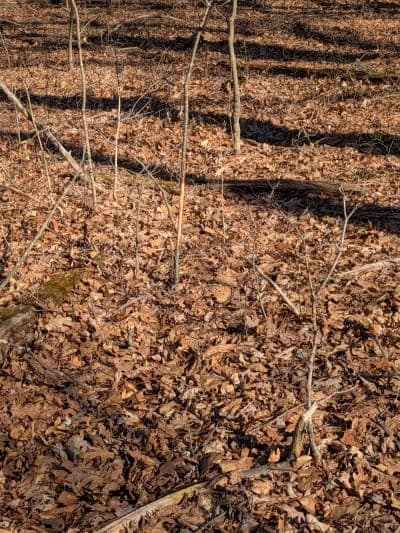 Indian Springs Wildlife Management Area