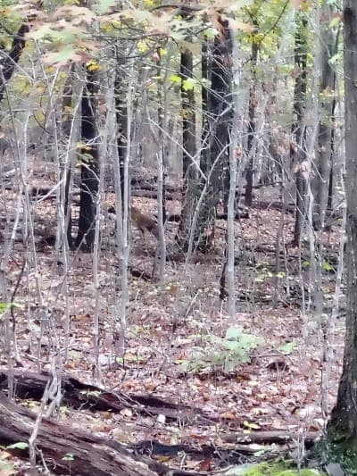 Indian Springs Wildlife Management Area