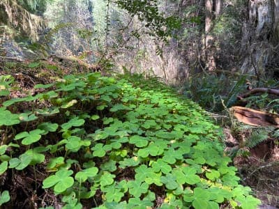 Jedediah Smith Redwoods State Park