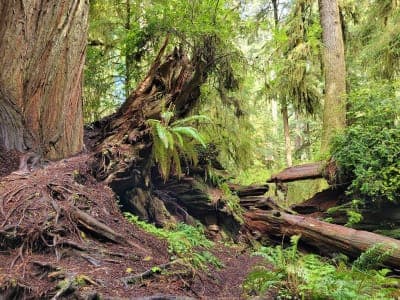 Jedediah Smith Redwoods State Park