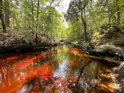 Jennings State Forest