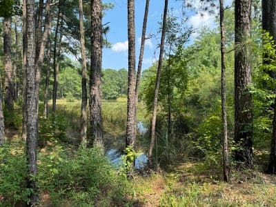 Jericho Horse Trail
