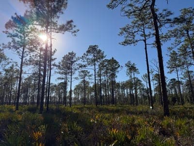 Jennings State Forest