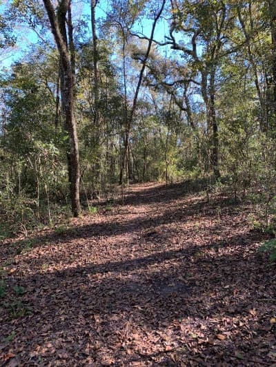 Jennings State Forest