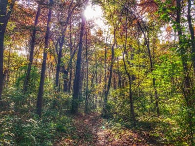 Jubilee College State Park