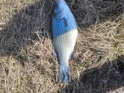 Kaskaskia River State Fish & Wildlife Area