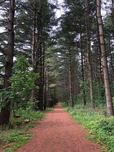 Kettle Moraine State Forest – Loew Lake Unit