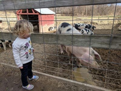 Kinder Farm Park
