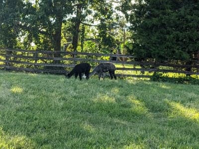 Kinder Farm Park