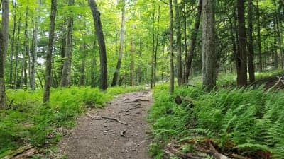 Lackawanna State Park