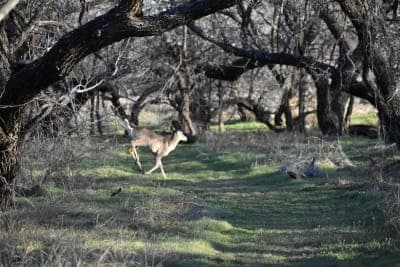 Lake Arrowhead State Park
