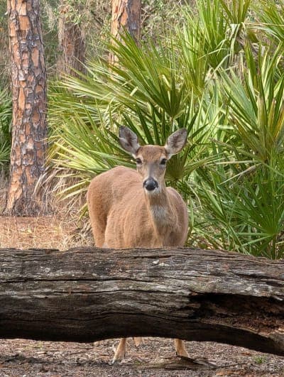 Lake Kissimmee State Park