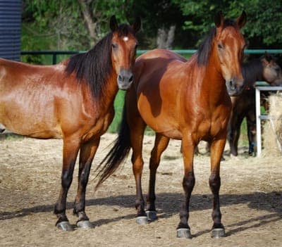 Lake Murray State Park & Lake Murray Riding Stables