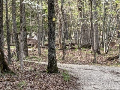 Lake of the Ozarks State Park