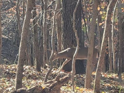 Lake of the Ozarks State Park
