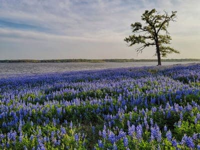 Lake Somerville State Park & Trailway