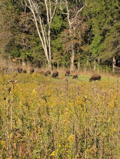 Land Between the Lakes National Recreation Area