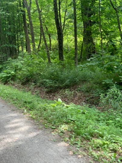 Lamoille Valley Rail Trail