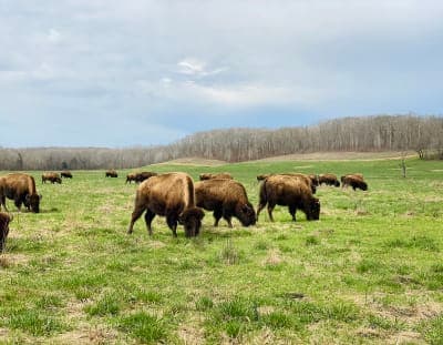 Land Between the Lakes National Recreation Area