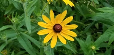 Laurel Hill Equestrian Center & Trails