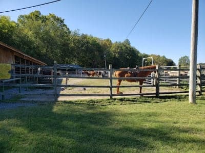 Land Between the Lakes Wranglers Riding Stables