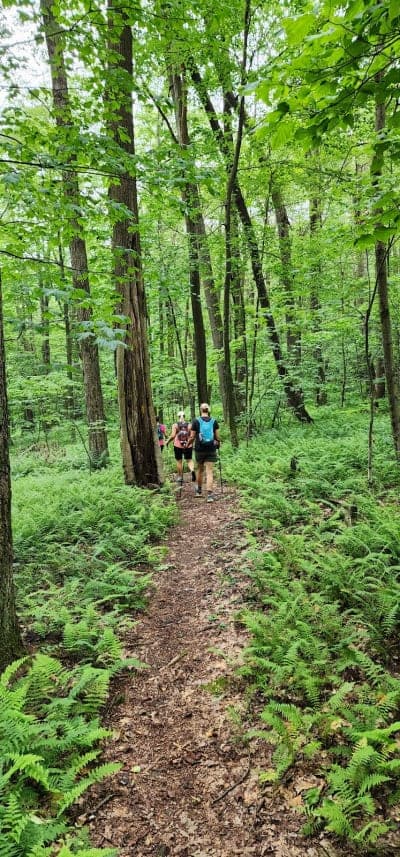 Laurel Hill State Park
