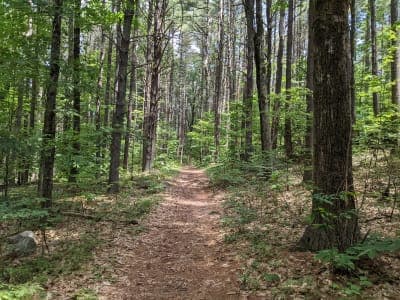 Leominster State Forest