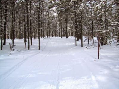 Libby Hill Forest