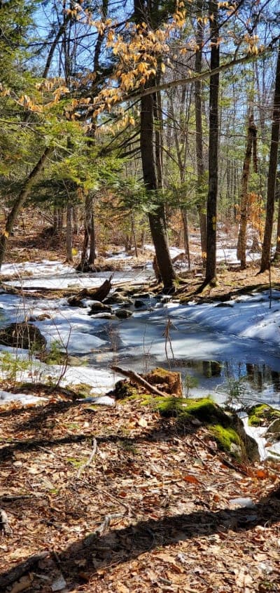 Libby Hill Forest